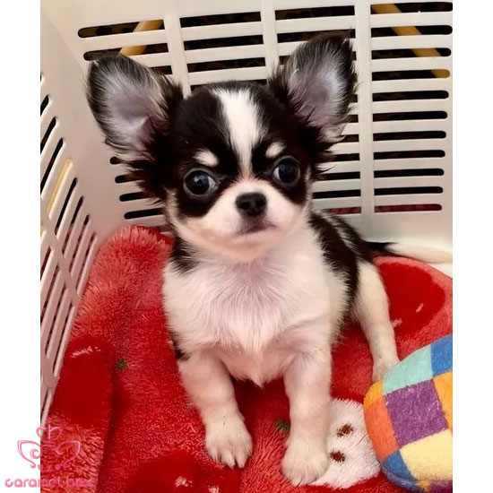 チワワ 子犬