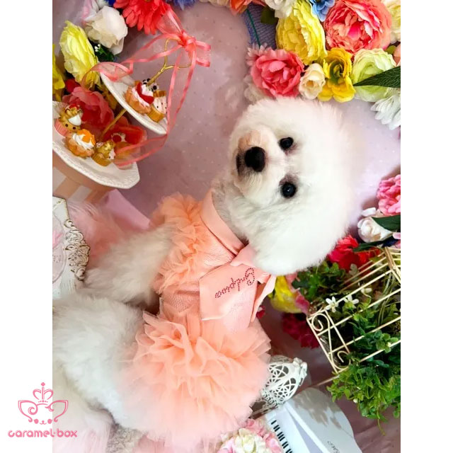 GODPIVA ブライトチュチュワンピースとリボン COOLブライトチュチュワンピース - GODPIVA（ゴッドピバ）： 犬